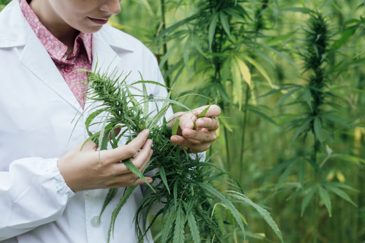 cannabis test researcher inspecting flower